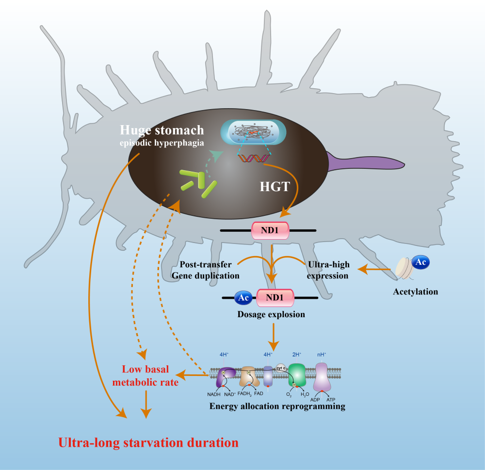Mechanism diagram showing the survival strategy and horizontally acquired energy metabolism-related gene in reprogramming energy allocation in deep-sea isopods